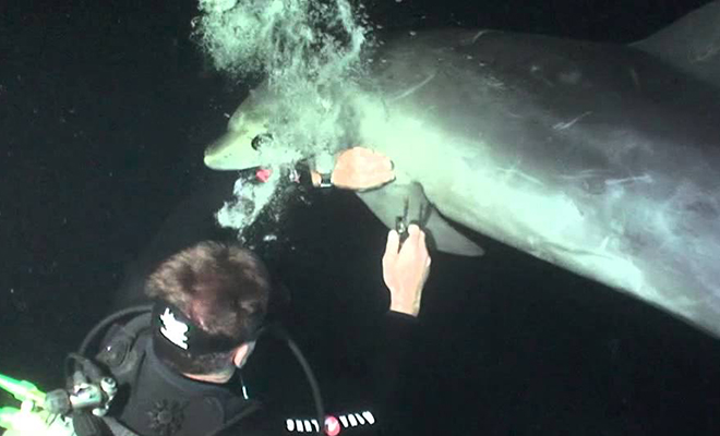 Дельфин подплыл к дайверу на глубине, толкнул носом и попросил помочь снять леску. Видео