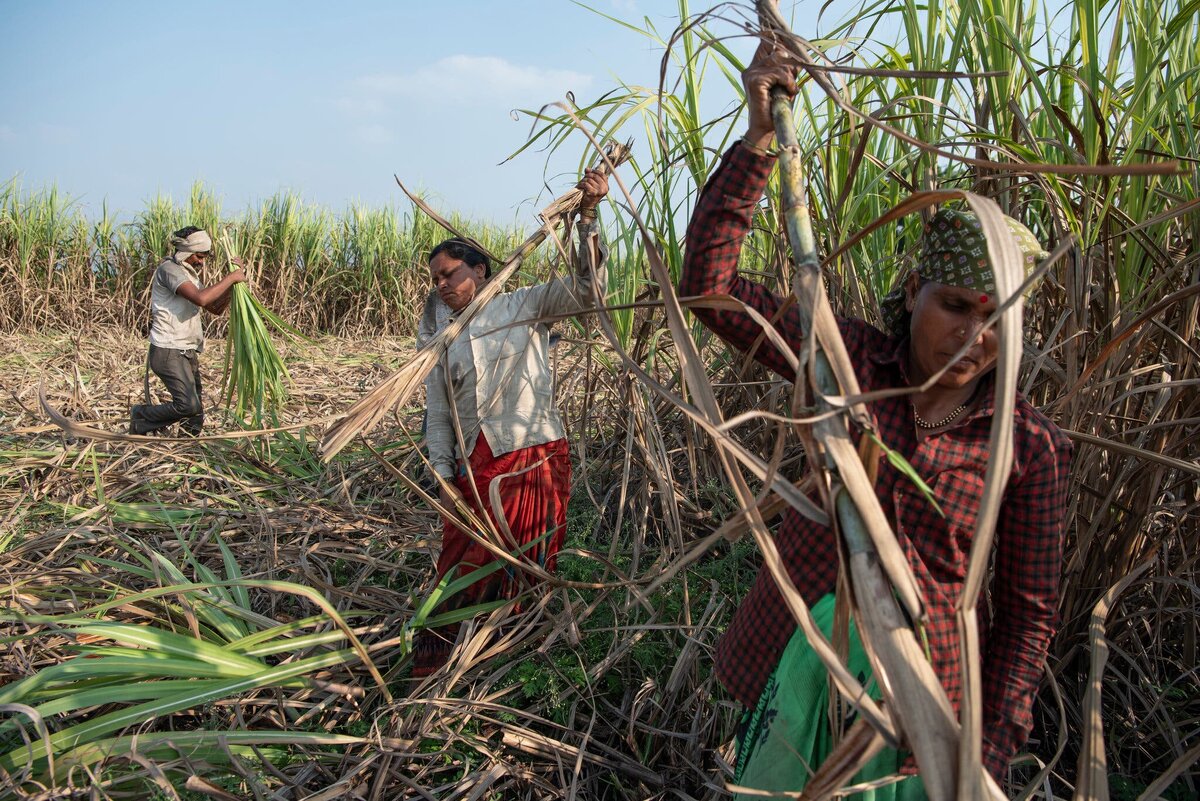 Женщины убирают сахарный тростник.