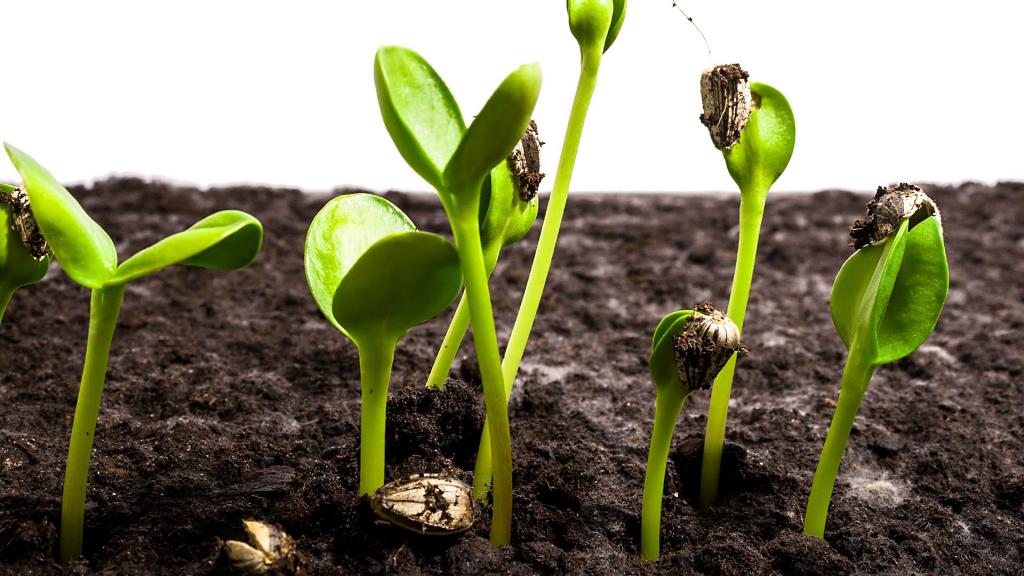 Asian vegetable seed germination