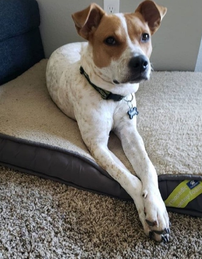 Серьезный пес