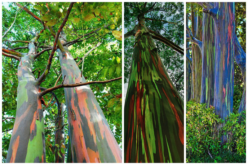 Árvores de eucalipto arco-íris, incrível, natureza, incrível, flora