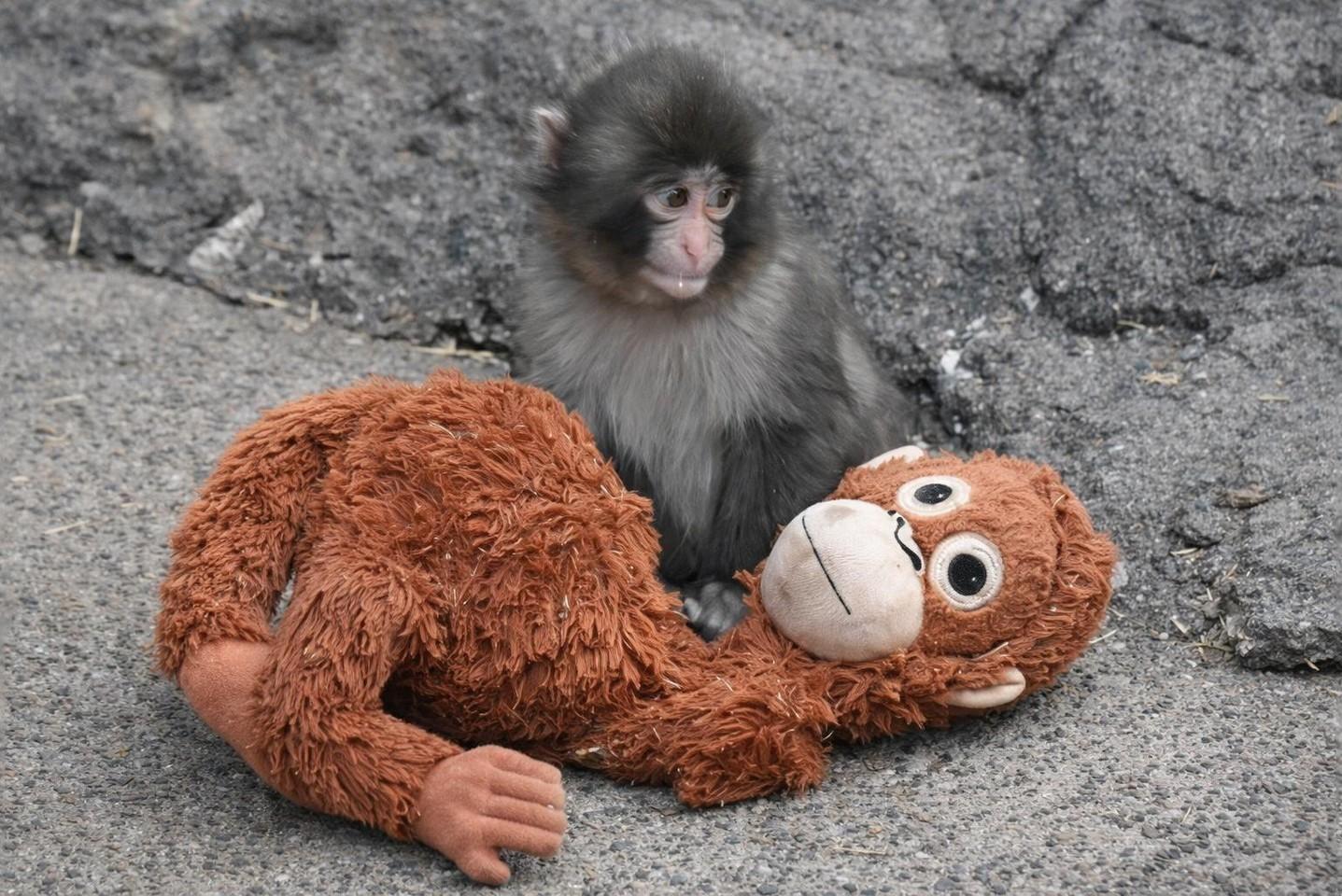 Впервые познал живые объятия и первый раз постоял за себя: новости про обезьянку Панча, за которой следит весь мир Панча, зоопарка, малыша, игрушку, чтобы, только, обезьянки, теперь, Панчу, стали, обезьян, которые, точно, долларов, макака, своих, более, своей, матерей, обезьяна