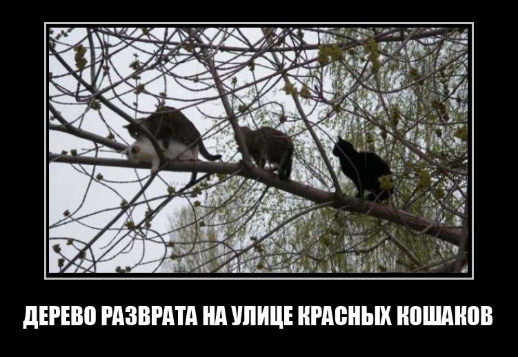 Прикольные и свежие демотиваторы для хорошего настроения из сети Прикольные и свежие демотиваторы для хорошего настроения из сети демотиваторы, подловили, приколы, юмор