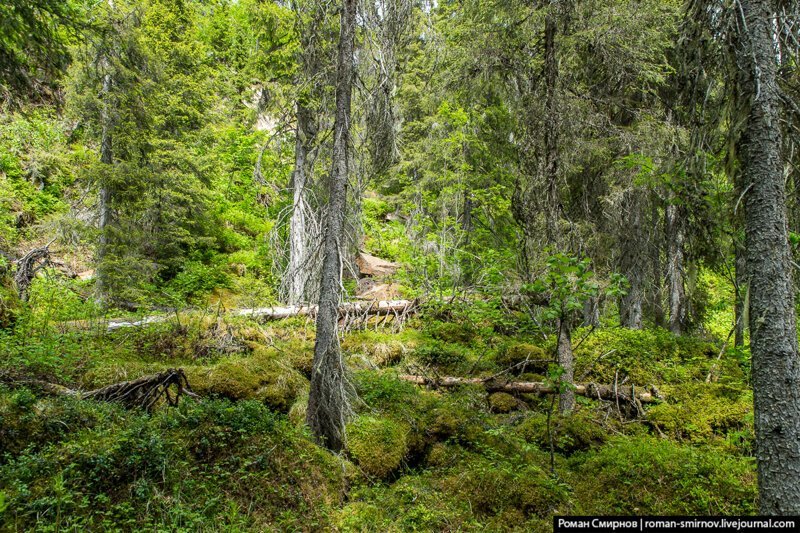 Заповедная Карелия. Паанаярви. Астерваярвская тропа путешествия, факты, фото