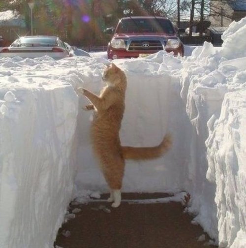 Зима и кошки Зима и кошки