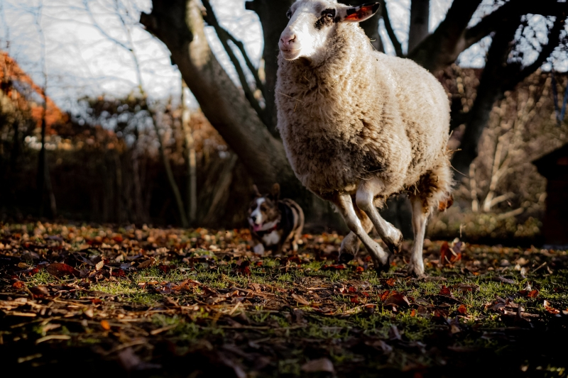 Корги — непревзойденные пастухи