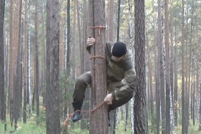 Залезаем на любое дерево