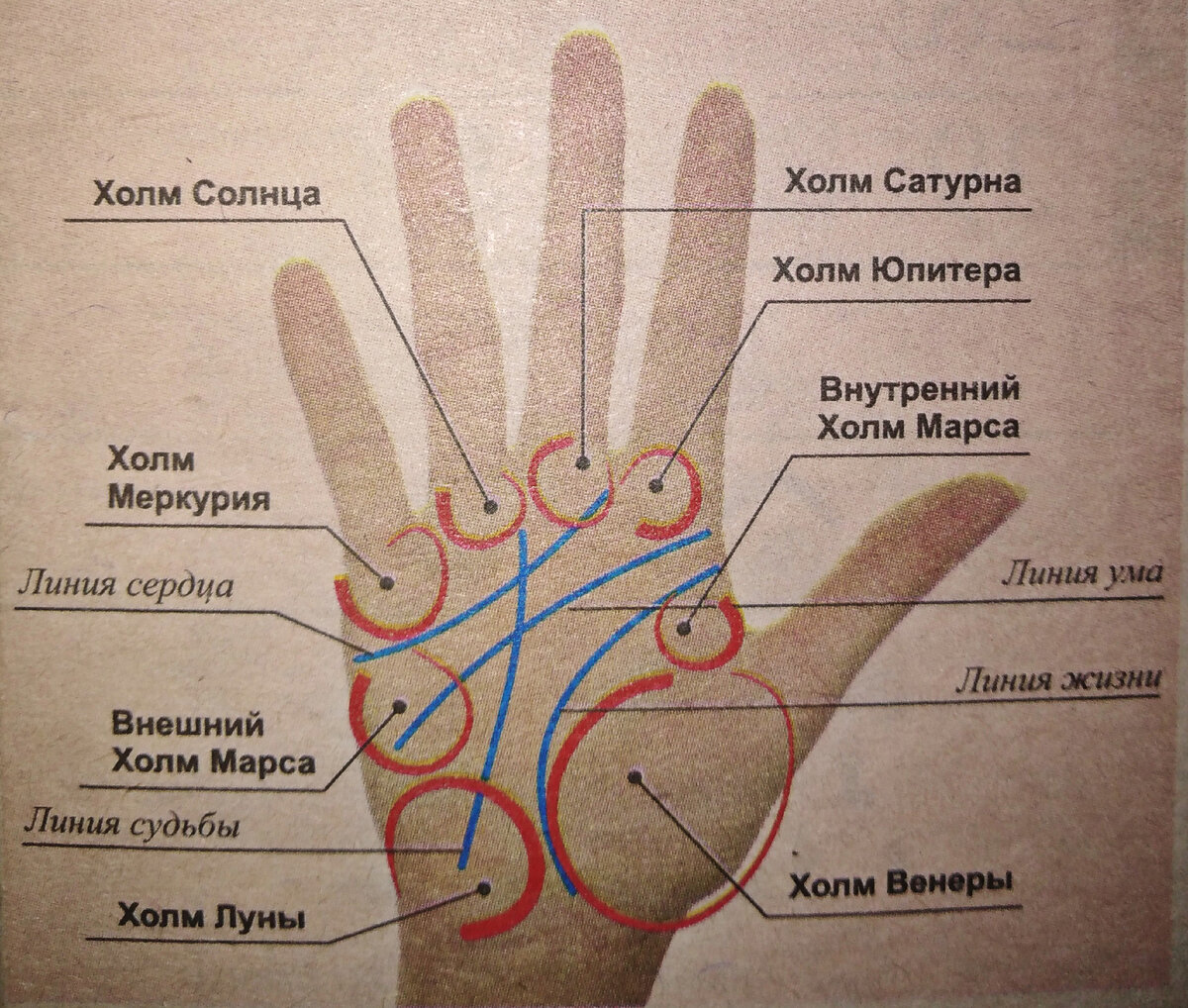 Линии на холмах ладони. Линия сердца на холм Сатурна. Хиромантия бугор Сатурна. Линия между холмом Юпитера и Сатурна. Холм Юпитера и Сатурна на руке.