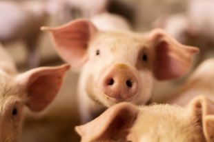 Новые штаммы свиного гриппа, обнаруженные учеными в Камбодже
