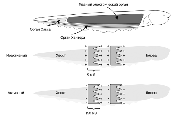Электрический угорь: как ему удается генерировать напряжение