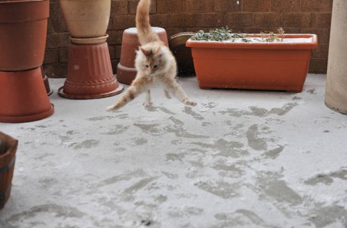 О сложных взаимоотношениях кошек со снегом 