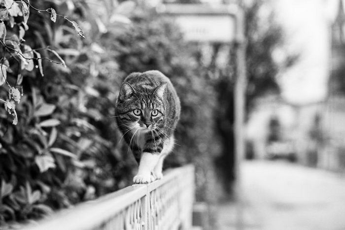 Кошки, которые сидят в неудобных местах: фотопроект Sabrina Boem Уютная подборка любимых питомцев