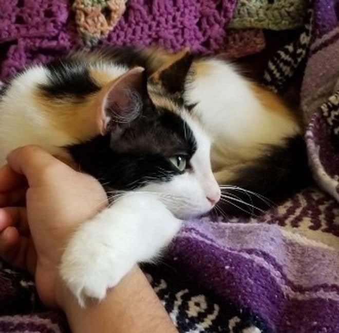 Кошка лежит