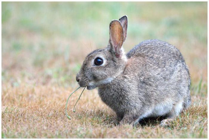 Виды зайцев, особенности, среда обитания