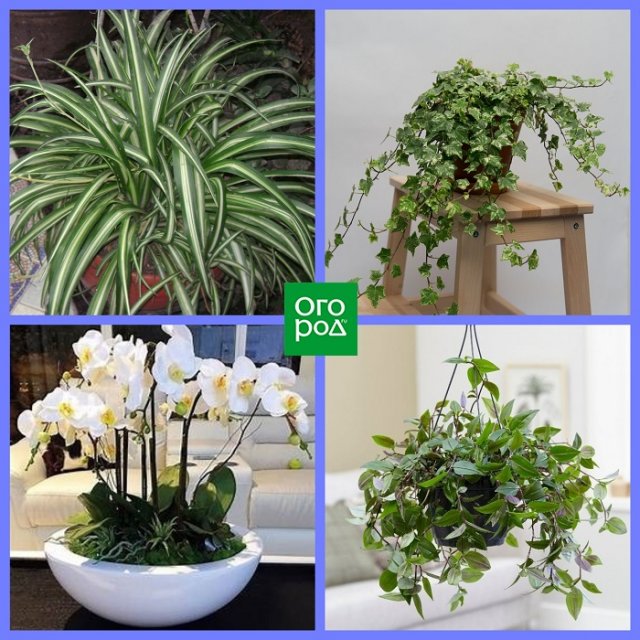 Какие комнатные растения соответствуют вашему знаку Зодиака Какие комнатные растения соответствуют вашему знаку Зодиака домашний досуг,комнатные растения