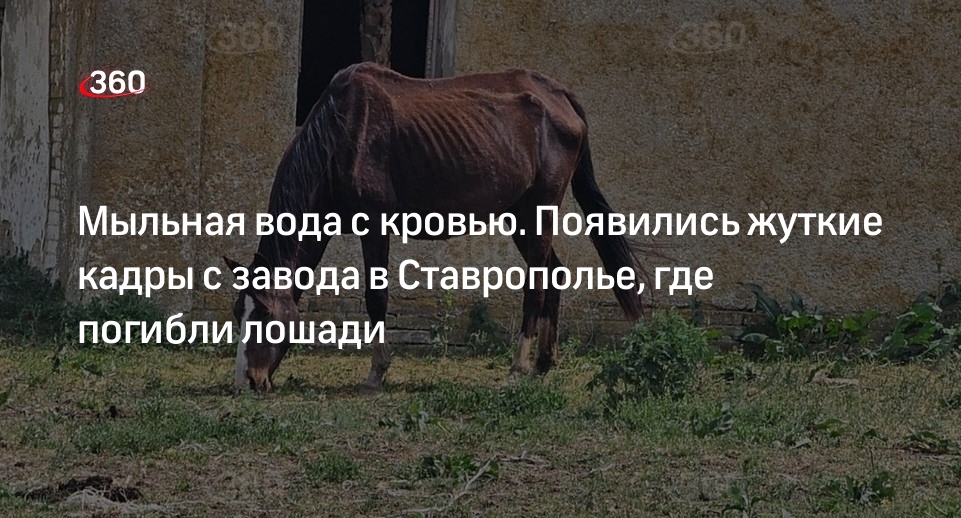 Видео 360.ru: изнеможденные на заводе в Ставрополье лошади пьют грязную воду