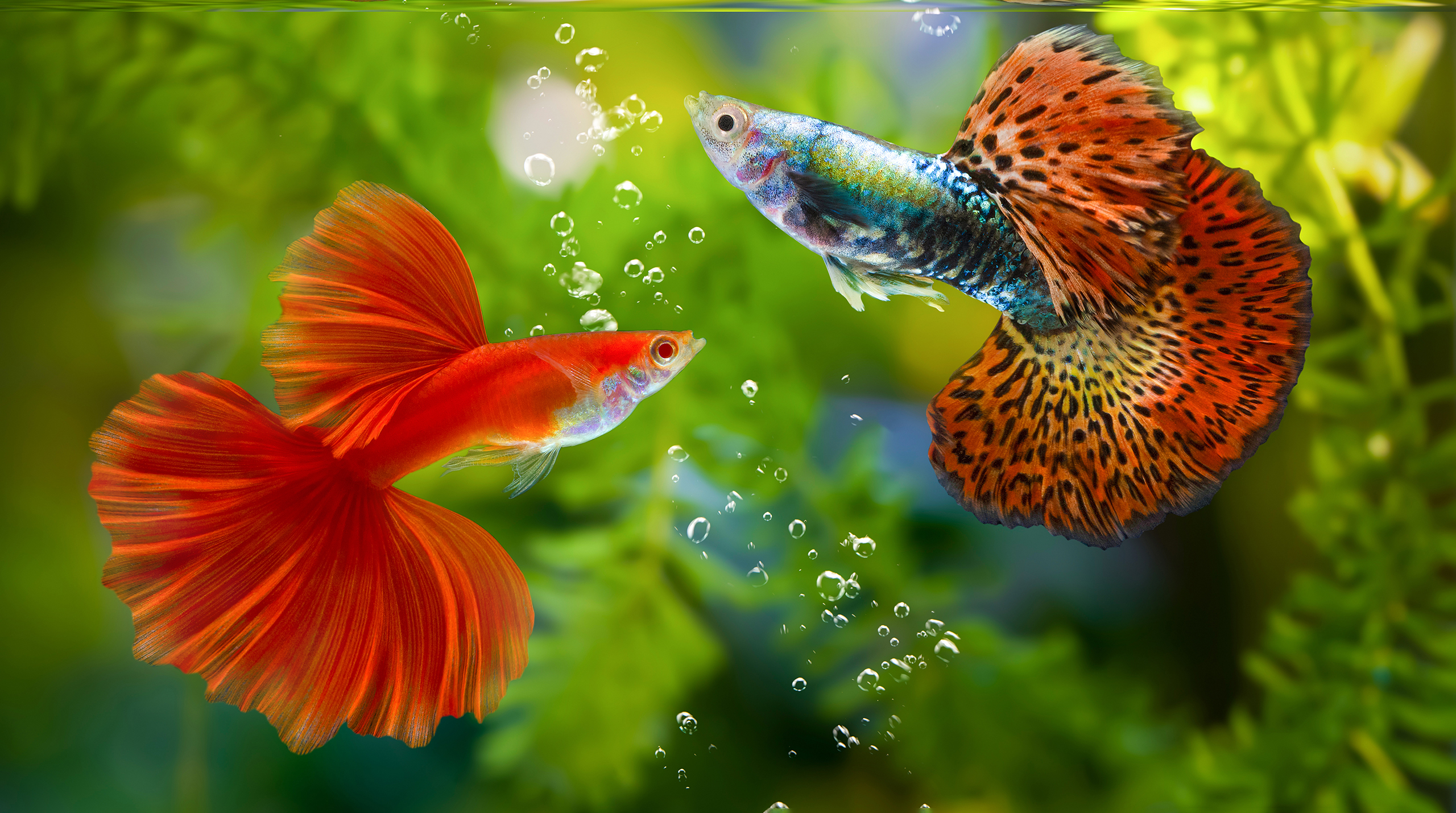 Рыбы и черепахи