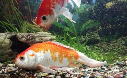 Почему умирают рыбки в аквариуме домашние животные,наши любимцы