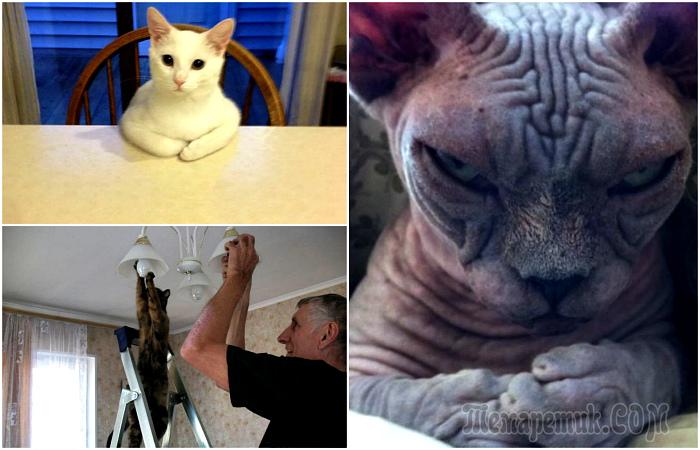 17 фотодоказательств того, что наши коты – пришельцы 