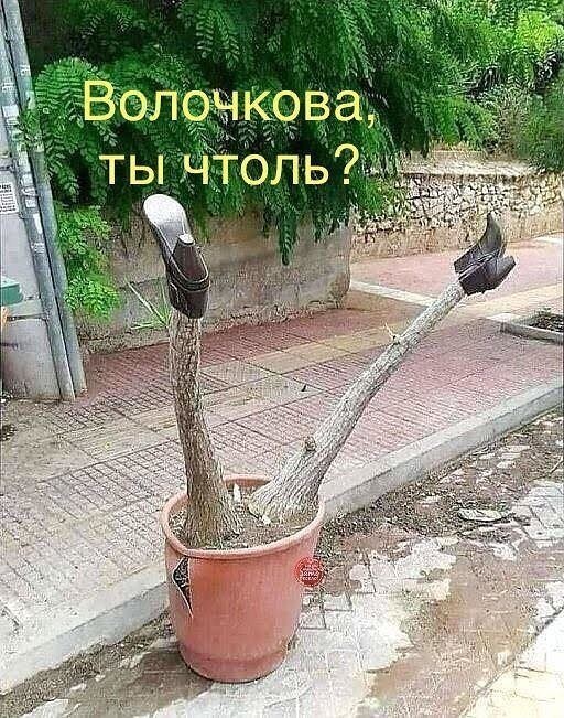 Лучшие шутки для вашего хорошего настроения 