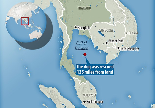 Cпасли собаку в море за 217 километров от берега Новости, Собака, Море, Таиланд, Спасение, Позитив, Длиннопост