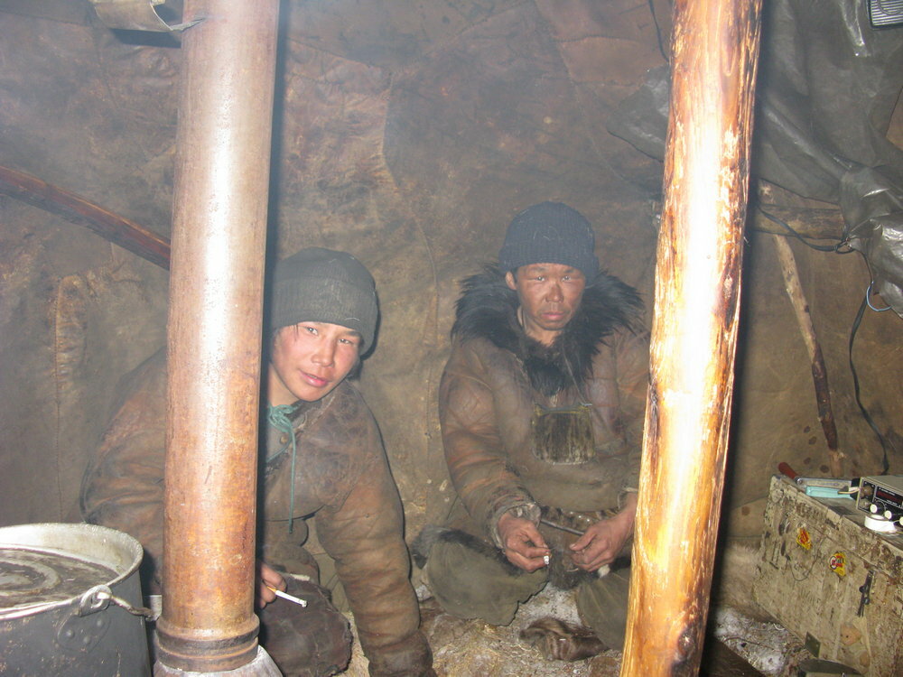 Северный олень – на живца