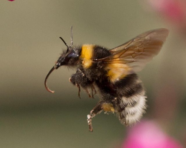 Благодаря длинному хоботку, который в 2-3 раза длиннее пчелиного, шмели способны собирать нектар со дна глубоких венчиков цветков.
