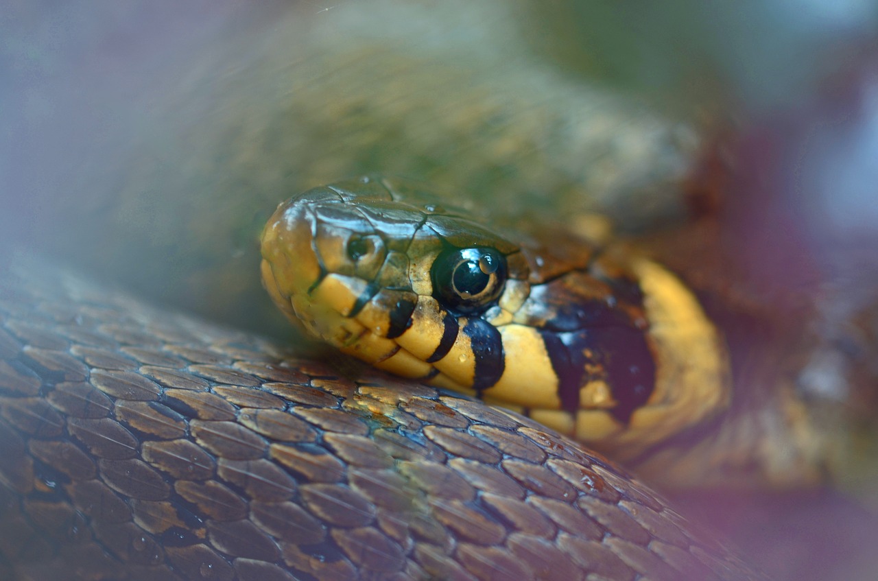 grass-snake-860480_1280