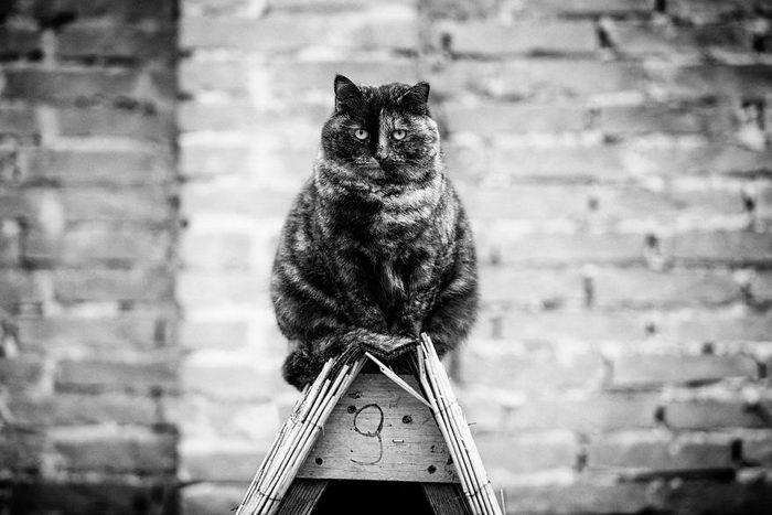 Кошки, которые сидят в неудобных местах: фотопроект Sabrina Boem Уютная подборка любимых питомцев