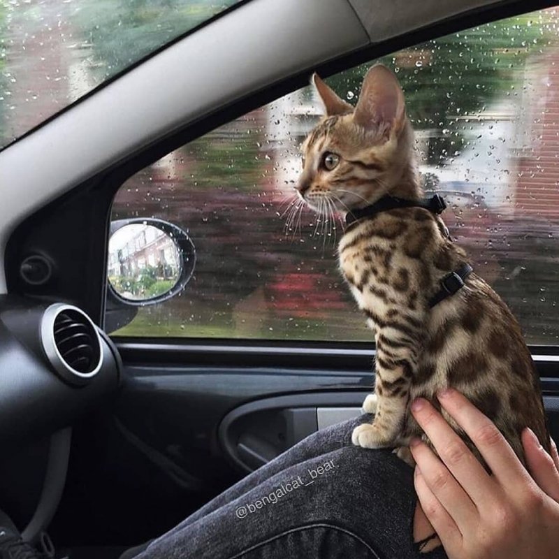 20 фото милейших котят, которые растопят сердце любого 20 фото милейших котят, которые растопят сердце любого кот, котенок, кошка, милый