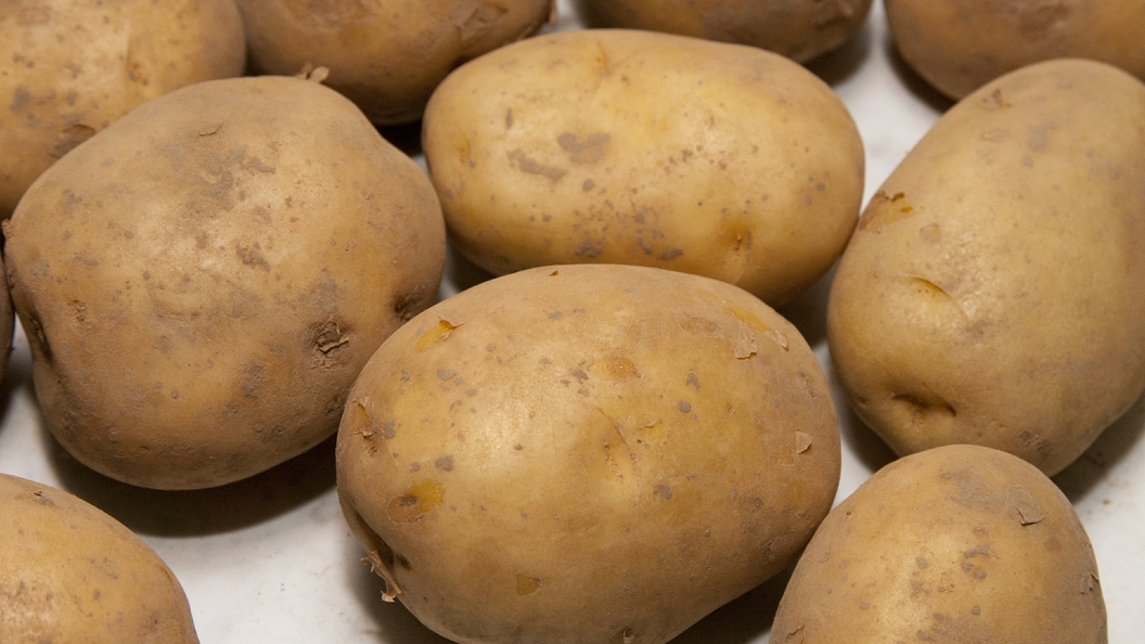 сколько ждать картошку. варка картофеля в мундире. сырой клубень картофеля. 7 своей массы. сколько крахмала в картофеле.