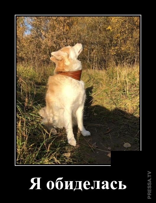 Смешные и веселые жизненные демотиваторы Смешные и веселые жизненные демотиваторы