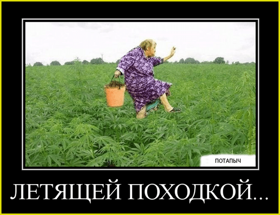 Весёлая дачница