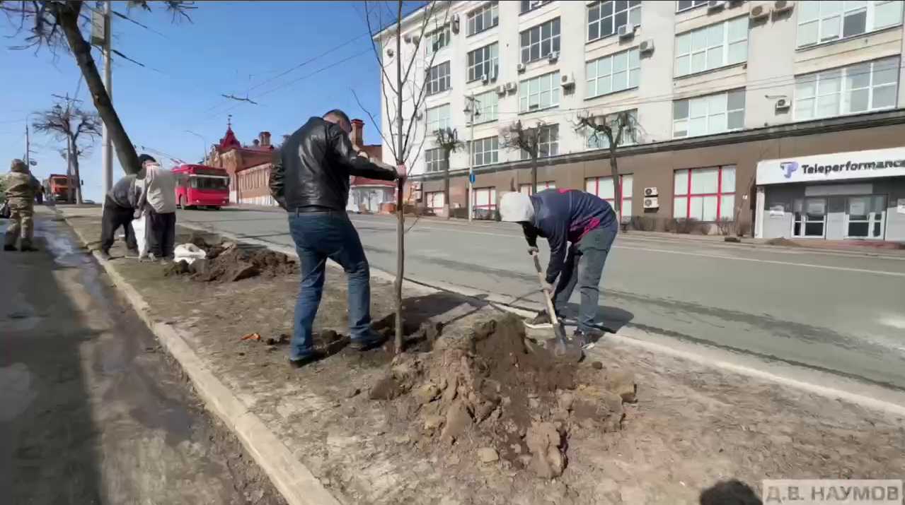 В центре Владимира высадили 50 лип