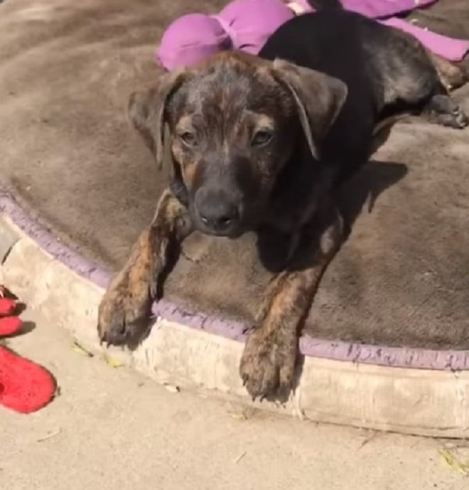 Щенок лежит