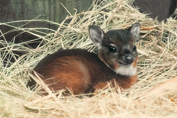 Карликовая Антилопа: Где живут олени размером с кошку? Карликовая Антилопа: Где живут олени размером с кошку?