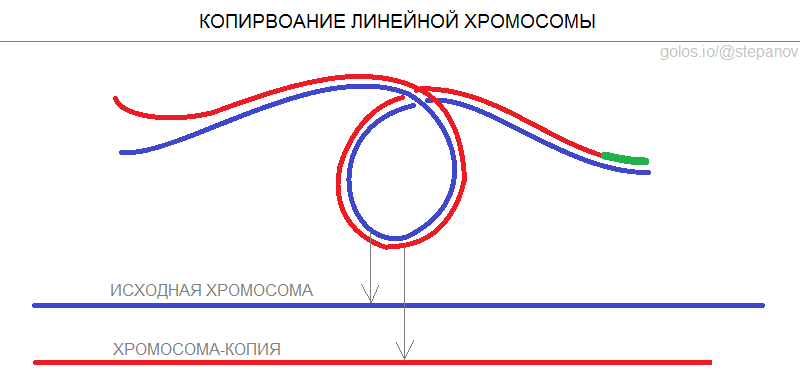 Предел Хейфлика и продолжительность жизни человека наука,стволовые клетки