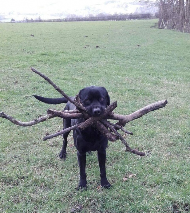 20 крутых фотографий животных, которые подняли всем настроение 20 крутых фотографий животных, которые подняли всем настроение