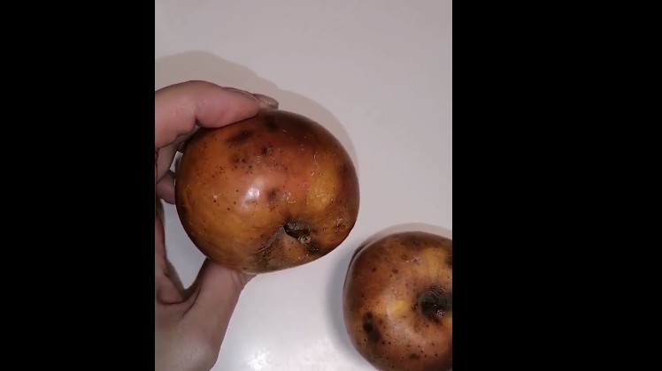 Ученикам рязанской школы № 21 выдали гнилые яблоки — соцсети