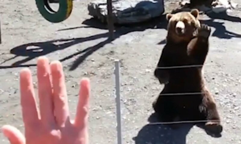 Вежливый медведь помахал лапой посетителю зоопарка история,медведь,турист