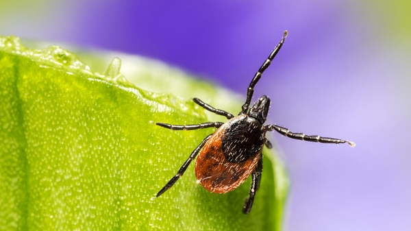 Роспотребнадзор предупредил о новой волне активности клещей