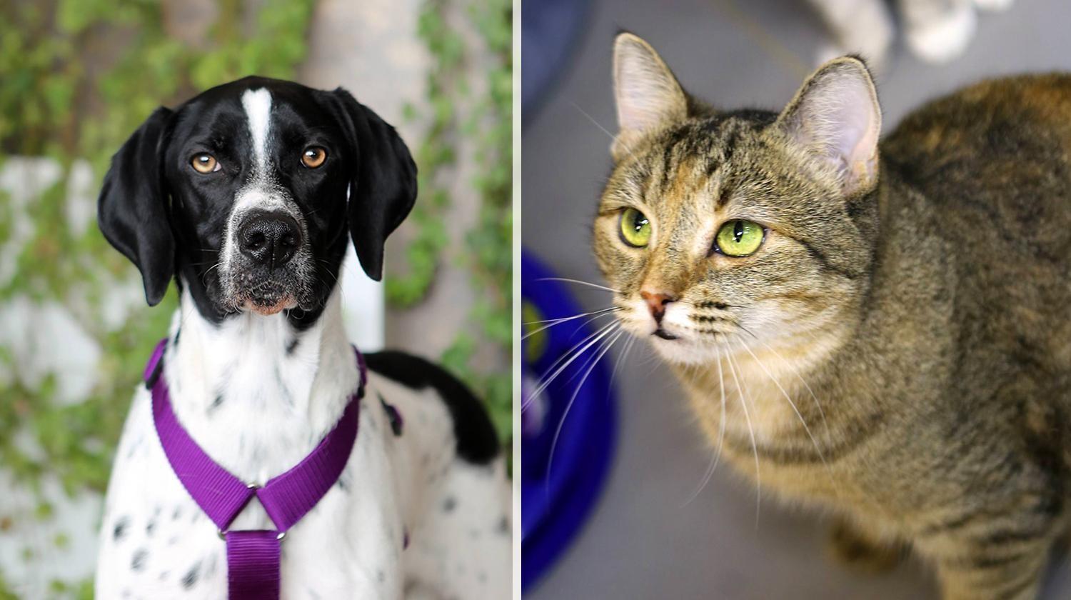 Дымка и Имбирь ждут вас на «Юна-Фесте»: как найти питомца в Москве 15 марта