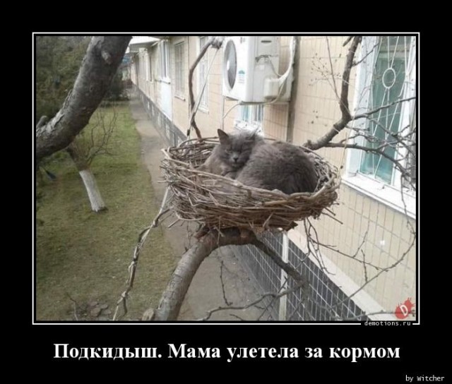 Демотиваторы – приколы: «Стакан воды — это для слабаков!» 