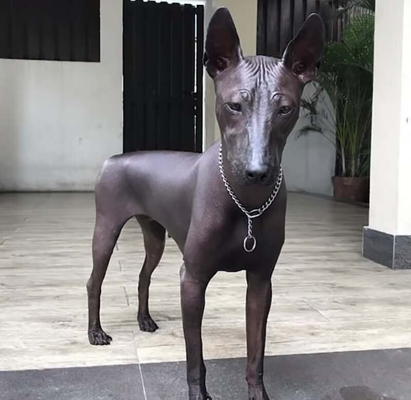 Пёсель или статуя? Лысая собака Пайпер — вылитый памятник Пайпер, в мире, внешность, забавно, иллюзия, памятник, собака, статуя