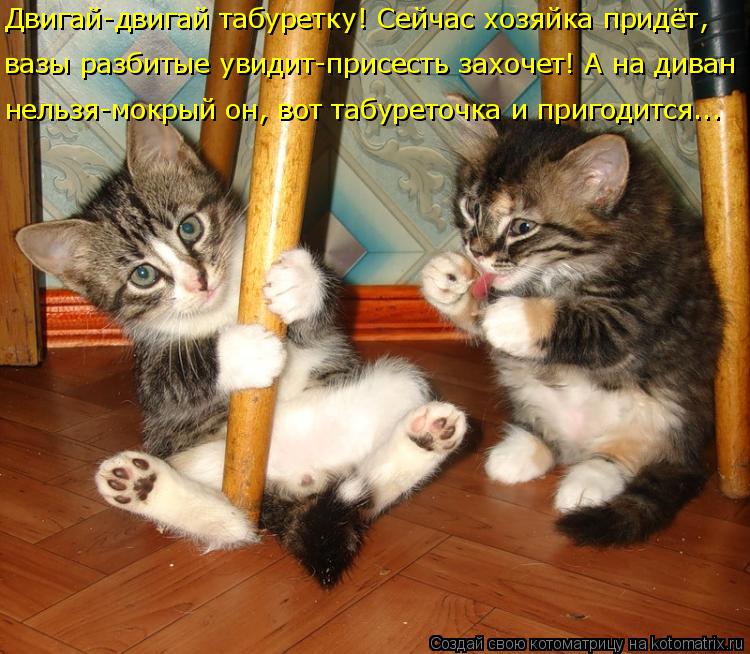 Байки про котов 4