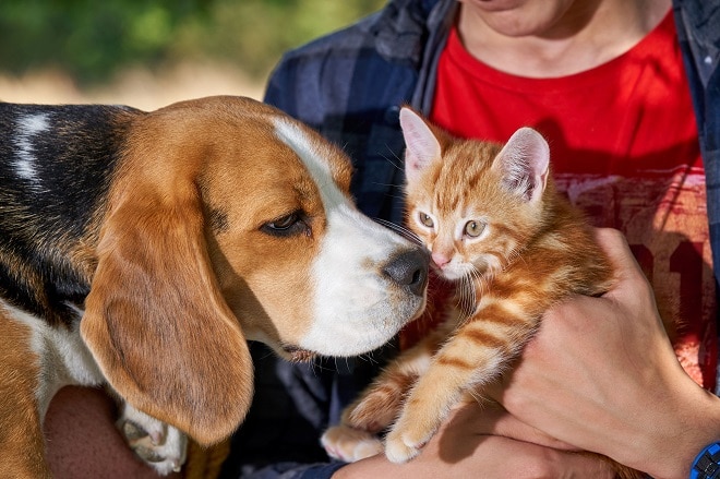 Рыжий котенок и пес