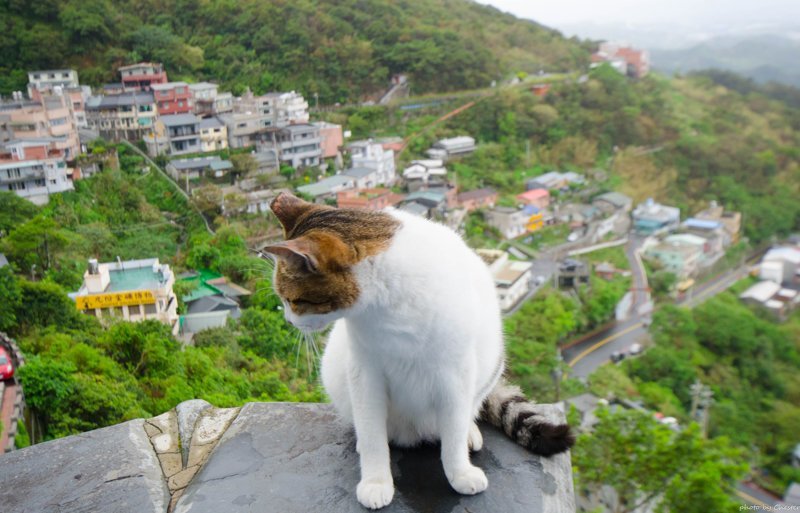 Самые кошачьи города мира: Новый Тайбэй, Тайвань Тайбэй, Тайвань, кошачий туризм, кошки, туризм, хоутун, эстетика