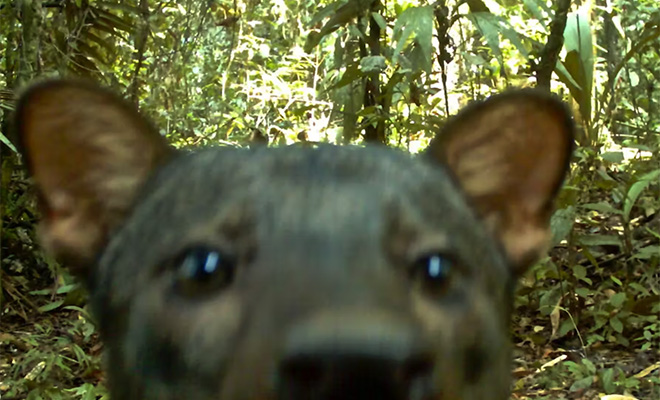 3 создания, которые исчезли с нашей планеты, но ученые вернули их обратно