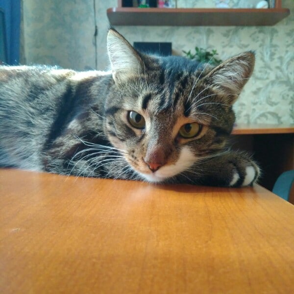 Кот ёжился под холодным дождем. Иногда он робко подходил к прохожим за помощью, но все шли мимо