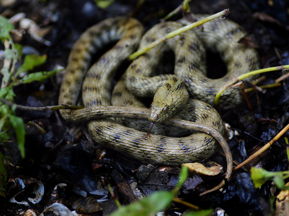 Змеи на участке — как распознать ядовитую и защитить себя от укуса? дача,животные,сад и огород